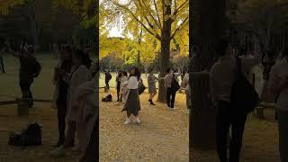 Romantic season @ nami island. #namiisland #korea #autumn