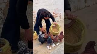 WOW  #shorts #shortvideo #short #viralvideo #viralshorts #youtubeshorts #ytshorts #viralvideos