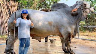 Mr V8 206/8 | Grey Brahman bull | UN Farm Thailand | บราห์มัน