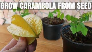 How to Grow a Carambola (Starfruit) Tree from Seed - DIY Video