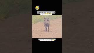 Mr warthog v19 clyinder master's of turbo engine #warthog #kasongo #animals #lion #funnyvideo