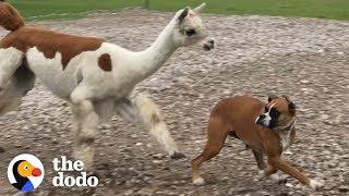 If You See This Alpaca .... RUN!!!!! | The Dodo