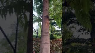 Nature Exploration #nature #travel #youtubeshorts #naturelovers #shorts #natureexploration