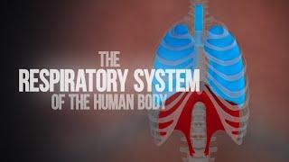 Respiratory System of the Human Body - How the Lungs Work! (Animation)