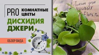 Дисхидия - cуккулент и лиана в одном лице | Редкое в магазинах, но необычайно интересное растение