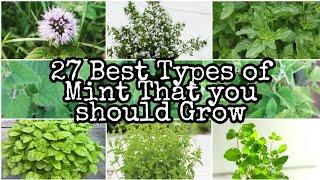 Best Types of Mints You Must Grow | Best Mint Varieties