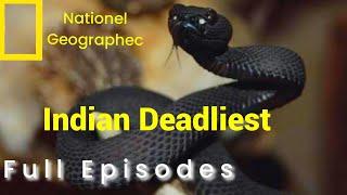 India's Deadliest Silent Killers | Mehrab Wildlife #animals #wildlife #natgeo #nature