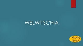 Welwitschia Meaning