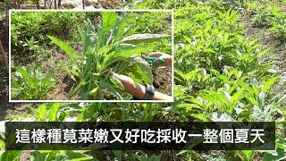 這樣種莧菜嫩又好吃 採收一整個夏天