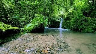 Babbling Stream Sound with Melodic Birdsong Under the Big Forest, Relaxing Nature Sounds