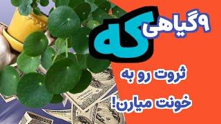 ۹گیاه ثروت ساز در فنکشویی/ جذب ثروت با ۹گیاه#فنکشویی#قانون جذب#جذب ثروت