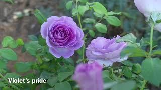 #27 My Rose garden / Rose plant and Rose Companion Plants, กุหลาบและดอกไม้ต่างๆที่ปลูกในสวนกุหลาบ