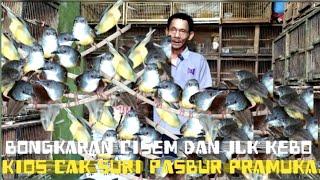 bongkaran cisem & jalak kebo!! kios cak suri pasbur pramuka.