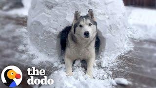 Couple Builds Igloo For Husky Who Can't Play In Snow | The Dodo