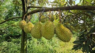 Begini Jika Berkebun Durian di Kebun Jeruk