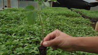 Plántulas, Producción de Plantas para Huertos  - TvAgro por Juan Gonzalo Angel