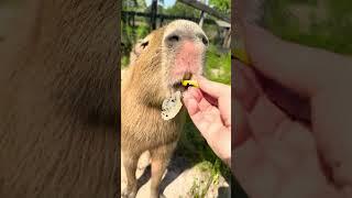 Capybara ASMR