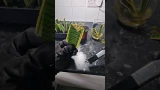 Snake Plant Leaf Cuttings Soil vs Water vs Sphagnum Moss #snakeplant