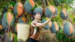 6 Days of harvesting in the rainforest | Harvesting Cracked  Peach  on the tree - Survival life