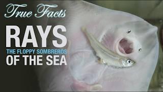 True Facts: Rays, The Floppy Sombreros of the Sea