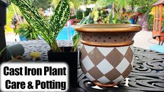 Cast Iron Plant Care & Potting || Aspidistra Easy Houseplant