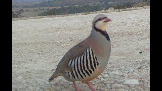 Alectoris Chukar