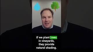 Making wine regions more climate resilient wine regions through regenerative viticulture