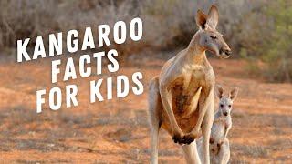 Kangaroo Facts for Kids : You Won't Believe What These Amazing Animals Can Do!