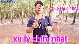 Xử Lý Chim Nhát Hiệu Quả Nhất | đam mê độc lạ