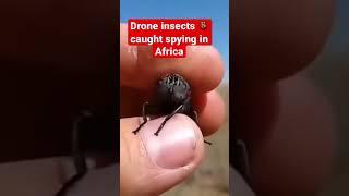 Drone insects caught spying in Africa. Is it true?#shorts