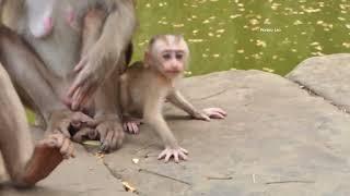 OMG...! God..He.lp/...What Happened on Baby Monkey Lily?...so adorable baby  lily.../... Monkey Leo.