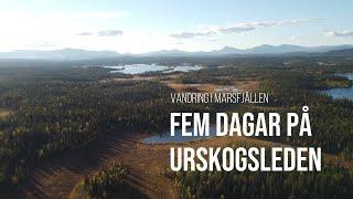 Fem dagar på Urskogsleden - Marsfjällens Naturreservat