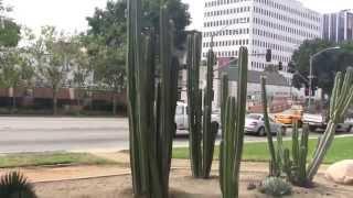 Barry Landau's Tropical Planet - Beverly Hills Cactus Gardens