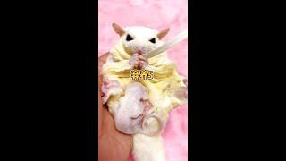 Mother's love is still the greatest. #mascot sweet-pocketed squirrel @KuaiShou fritum (O40300047) @