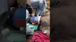 Medical team used horse knowledge to perform surgery on a Rhino