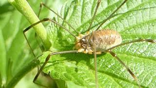 Harvestman  - Opilio canestrinii - Langleggur - Köngulær - Pöddur - Áttfætlur