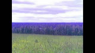 [FREE] Clams Casino x Cloud Rap Type Beat "Fields" (prod. sour) 2023