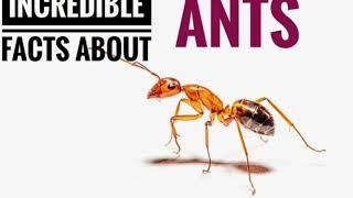 Most incredible facts about Ants ## info awa an informational channel #get knowledge