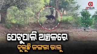 Wild Bear Spotted near Petupali area of Bargarh District