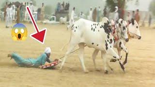 Dangerous Bull Race | Bull Race in Pakistan| Pothwari Vlogs