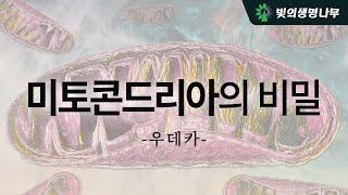 미토콘드리아의 비밀