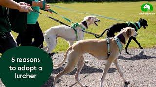 5 reasons to adopt a lurcher | Woodgreen Pets Charity