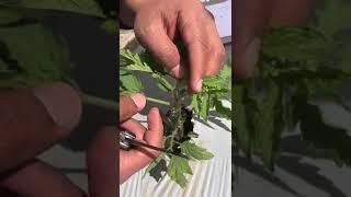 Capando planta de tomate  para convertirla en planta a 3 tallos... variedad Prunaxx