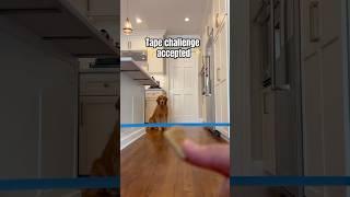 Watch my dog jump really high!  #dog #goldenretriever