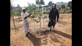 Training Apple Trees for Productivity in the Tropics