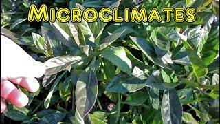 Microclimates In The Garden To Maximize Productivity