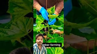 Hanging A plants to grow #agriculture #farming #vegetables #garden #prajapati #tech #headbush