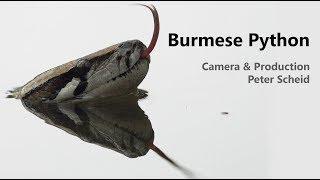 Burmese PYTHON, WILD LIFE FILMS VIETNAM-DOCUMENTARY FILM PRODUCTION Ho Chi Minh City, Vietnam