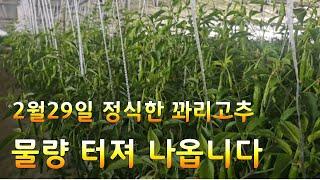 꽈리고추 양액재배 바쁘게 지내고 있습니다