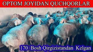 1-QO’L OPTOM JOYIDAN QIRGIZISTONDAN KELGAN 170 Bosh QUCHQORLAR SOTILADI. Dastafka Kelishiladi.